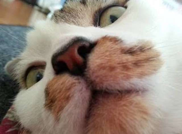 超絶目つき悪い猫の画像!
