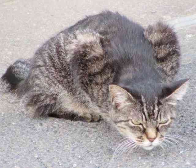 超絶目つき悪い猫の画像!