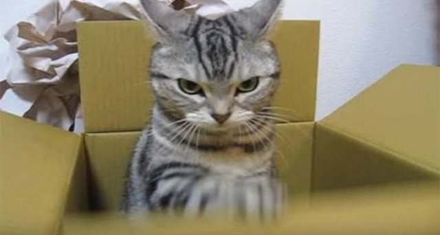 超絶目つき悪い猫の画像!
