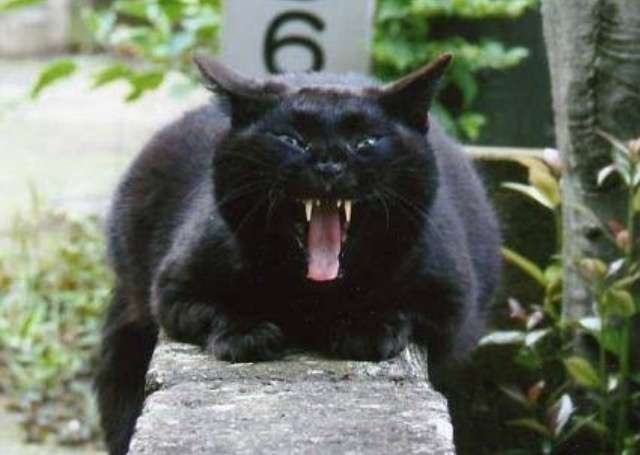 超絶目つき悪い猫の画像!