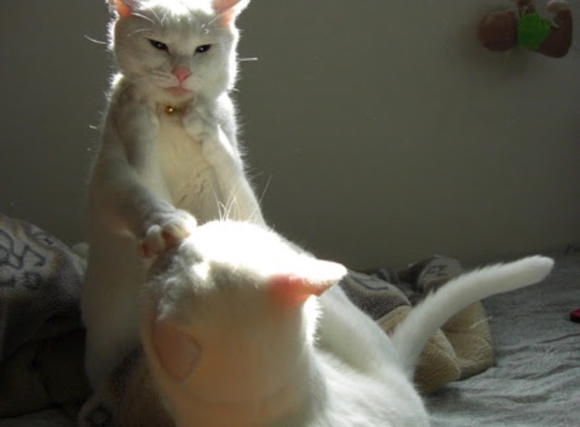 超絶目つき悪い猫の画像!