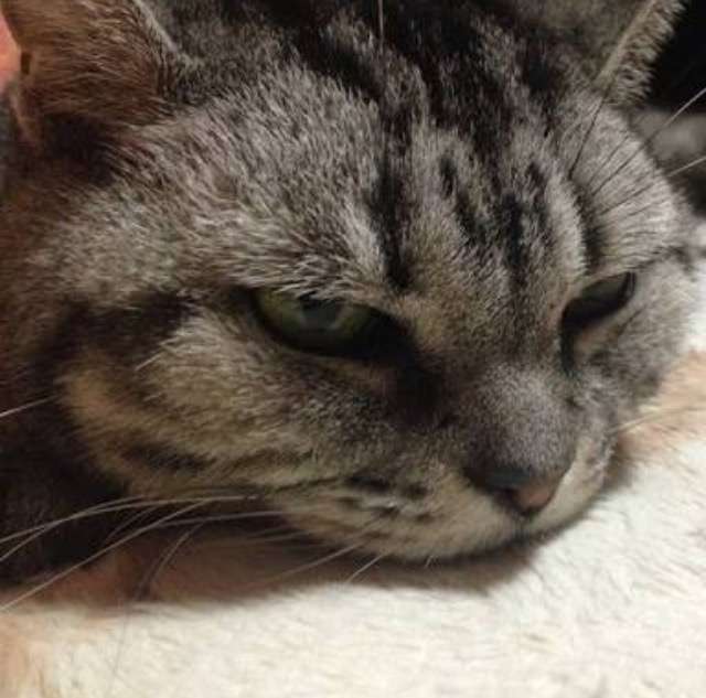 超絶目つき悪い猫の画像!