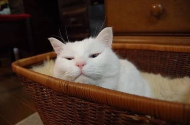 超絶目つき悪い猫の画像!