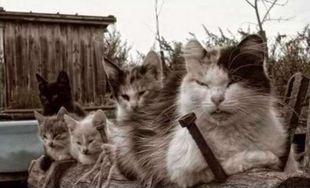 超絶目つき悪い猫の画像!