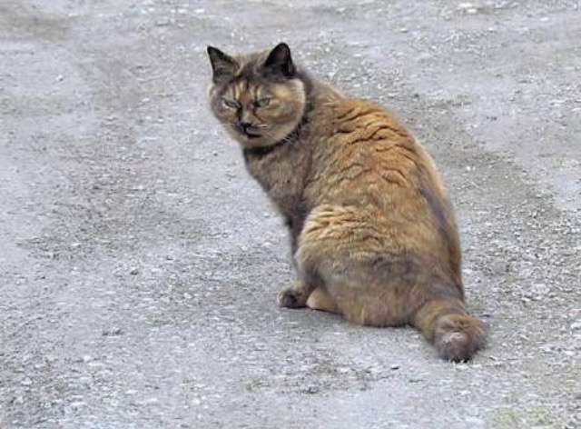 超絶目つき悪い猫の画像!