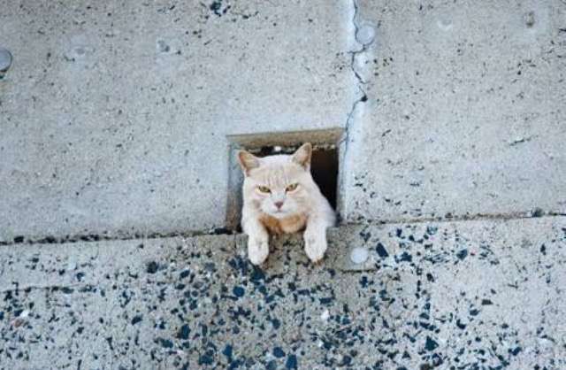 超絶目つき悪い猫の画像!