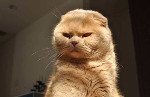 超絶目つき悪い猫の画像!