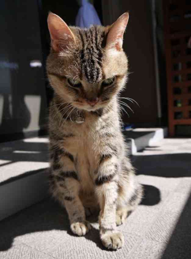 超絶目つき悪い猫の画像!