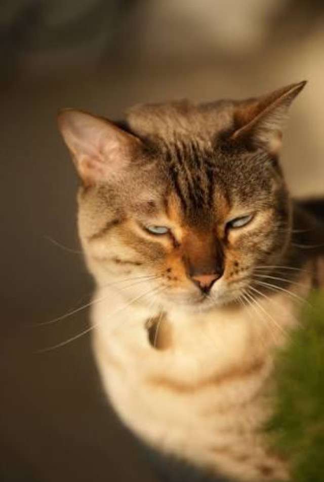 超絶目つき悪い猫の画像!