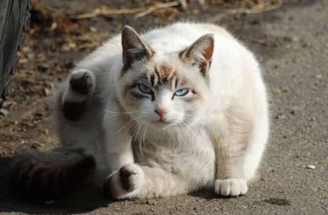 超絶目つき悪い猫の画像!
