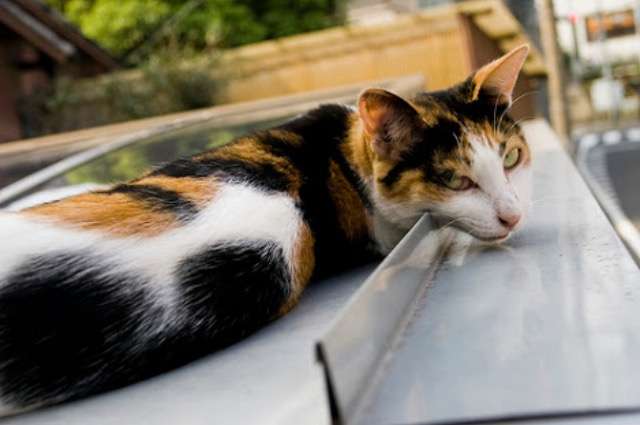 超絶目つき悪い猫の画像!