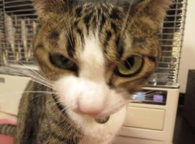 超絶目つき悪い猫の画像!