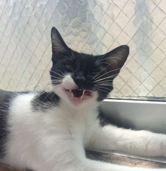 超絶目つき悪い猫の画像!