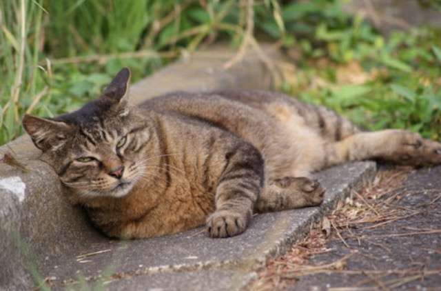 超絶目つき悪い猫の画像!