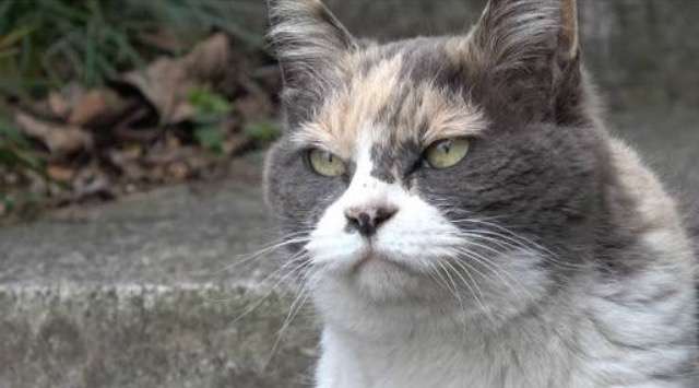 超絶目つき悪い猫の画像!