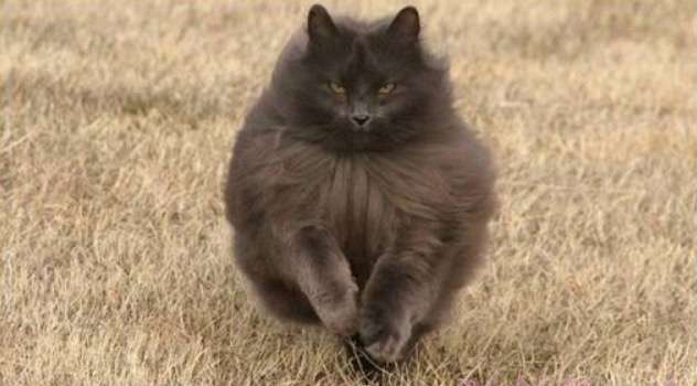 超絶目つき悪い猫の画像!