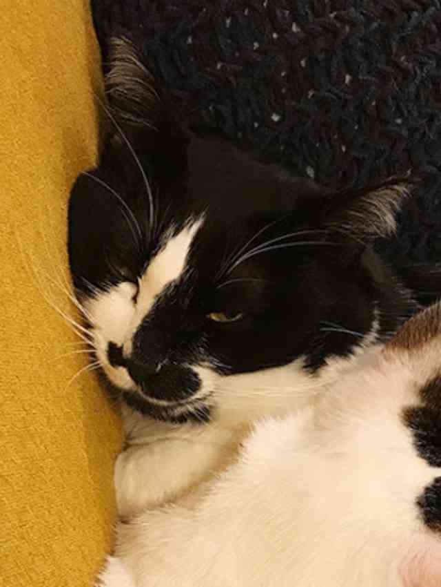 超絶目つき悪い猫の画像!
