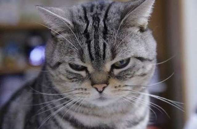 超絶目つき悪い猫の画像!