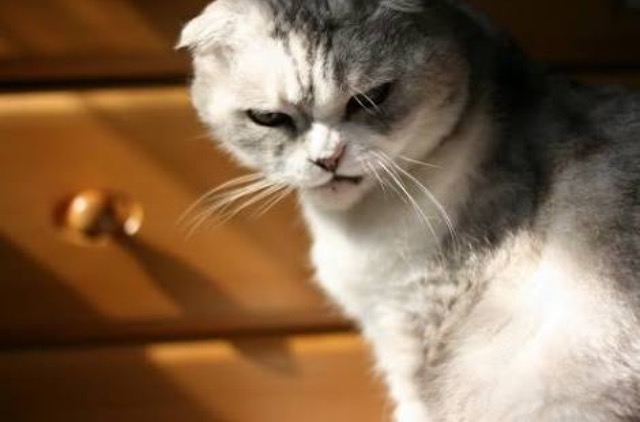 超絶目つき悪い猫の画像!