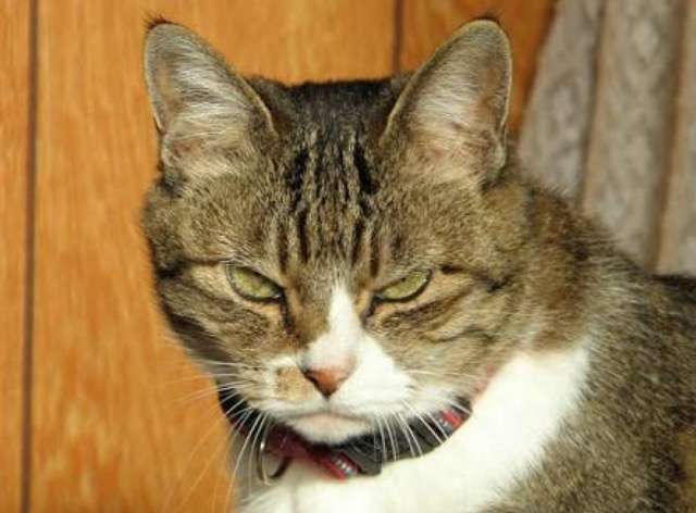 超絶目つき悪い猫の画像!