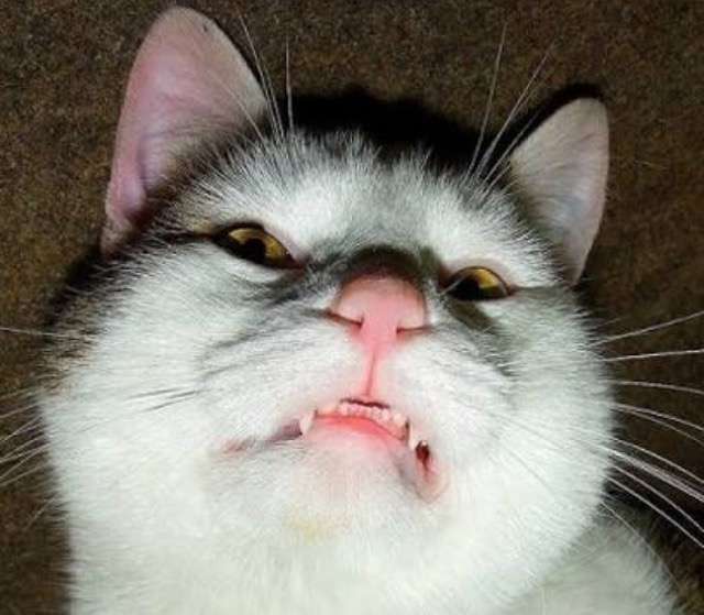 超絶目つき悪い猫の画像!