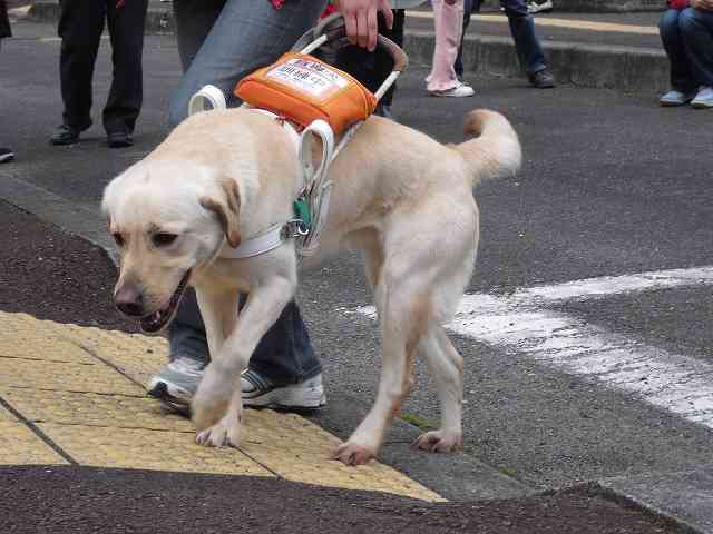 犬のしつけについて