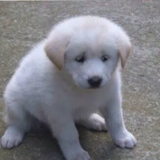 犬のしつけについて