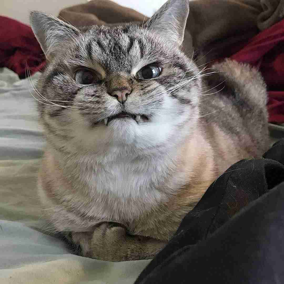 極悪顔の動物や赤ちゃん画像が集まるトピ