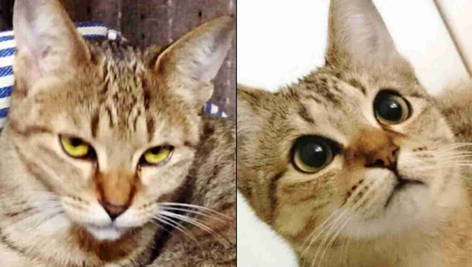 極悪顔の動物や赤ちゃん画像が集まるトピ