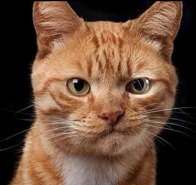 極悪顔の動物や赤ちゃん画像が集まるトピ