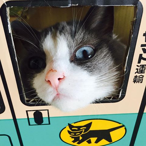 極悪顔の動物や赤ちゃん画像が集まるトピ