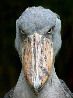 極悪顔の動物や赤ちゃん画像が集まるトピ