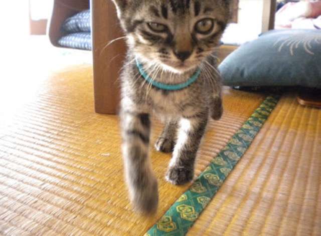 極悪顔の動物や赤ちゃん画像が集まるトピ