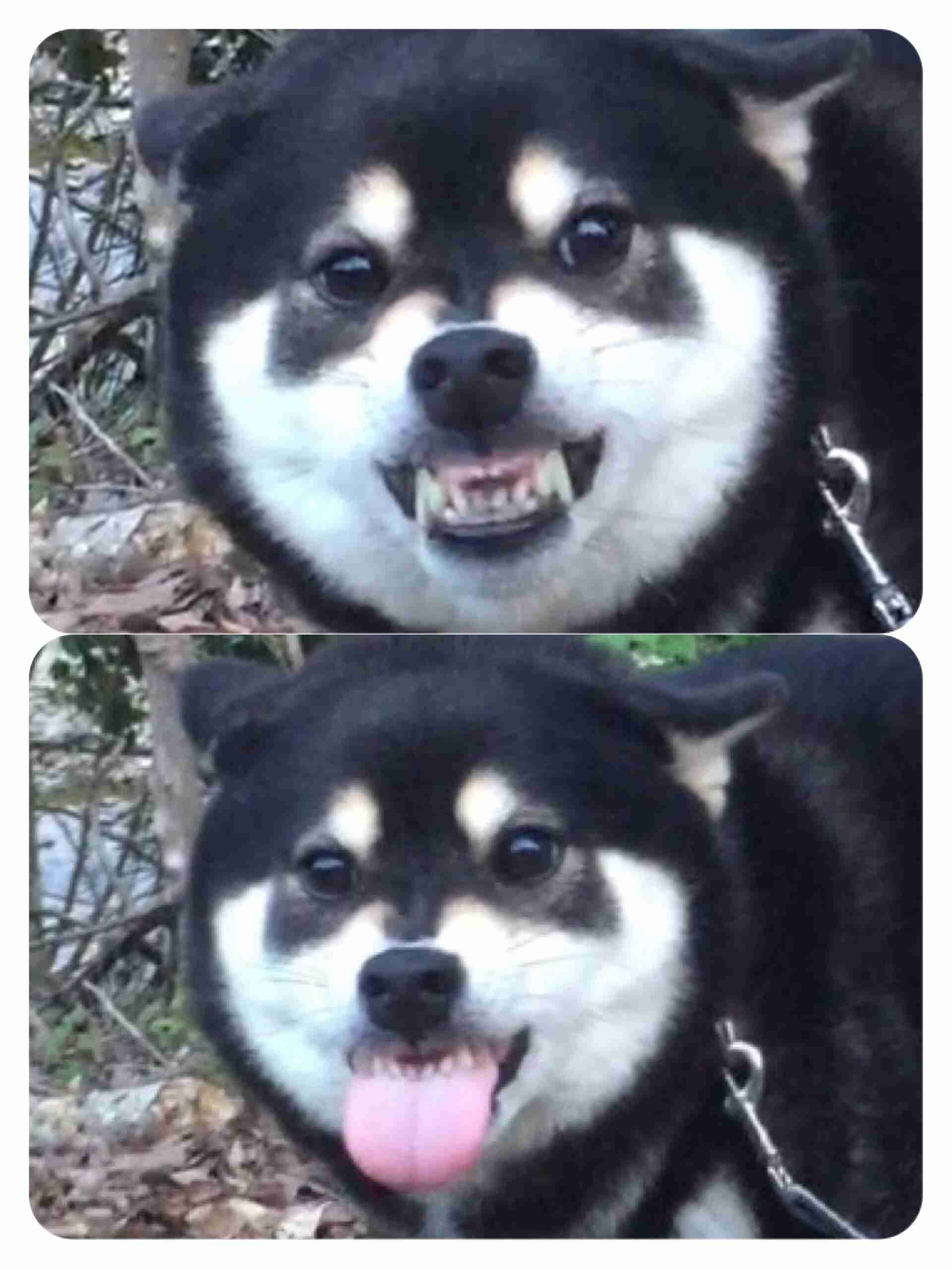 極悪顔の動物や赤ちゃん画像が集まるトピ