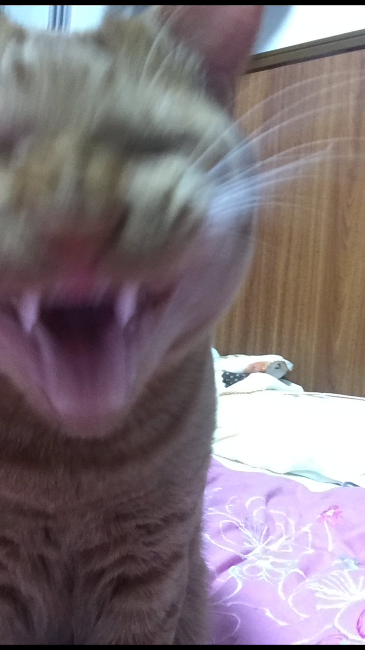 極悪顔の動物や赤ちゃん画像が集まるトピ
