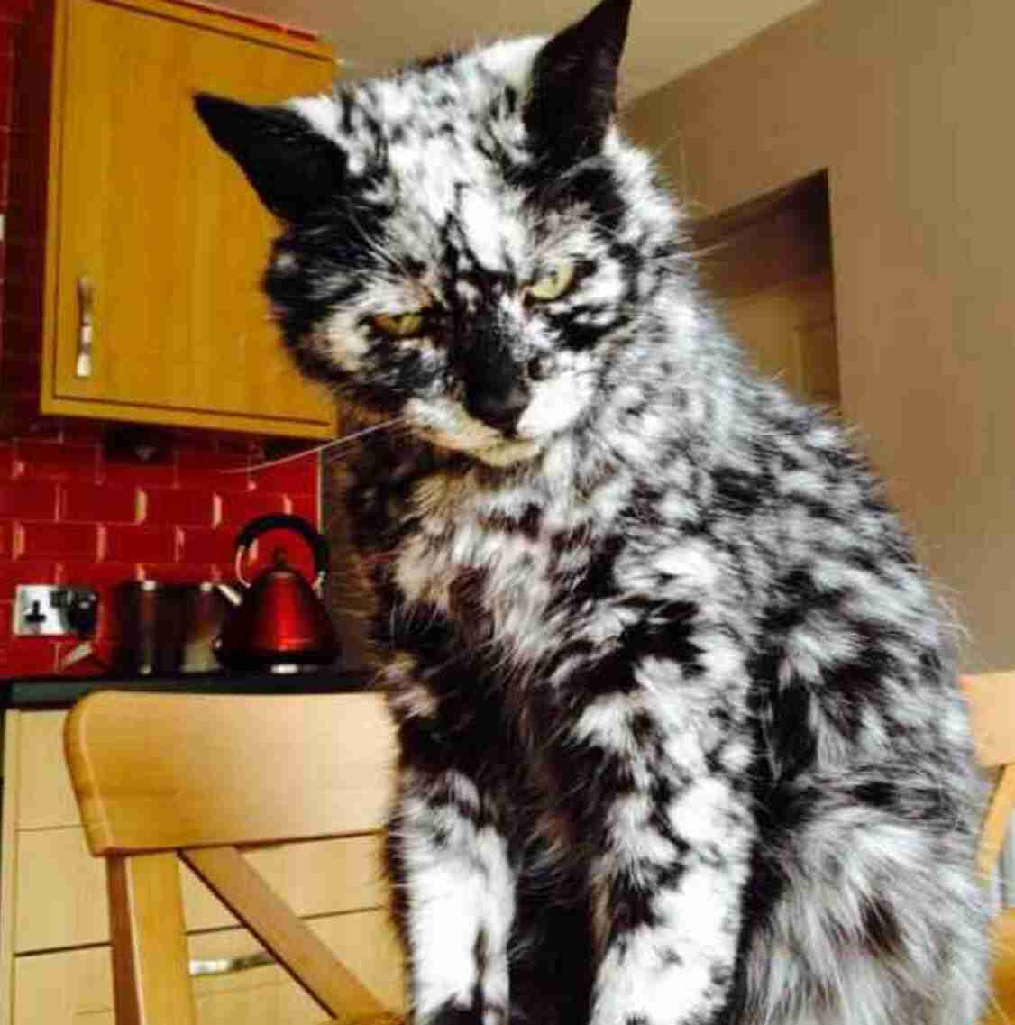 極悪顔の動物や赤ちゃん画像が集まるトピ