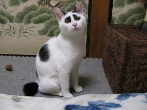 極悪顔の動物や赤ちゃん画像が集まるトピ