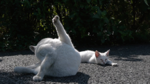 写真でボケてみよ~