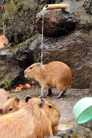 滝の画像で目の保養をするトピ♪