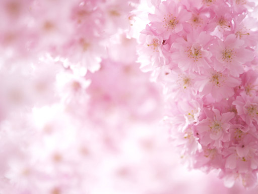 お花見で嫌な体験をした人