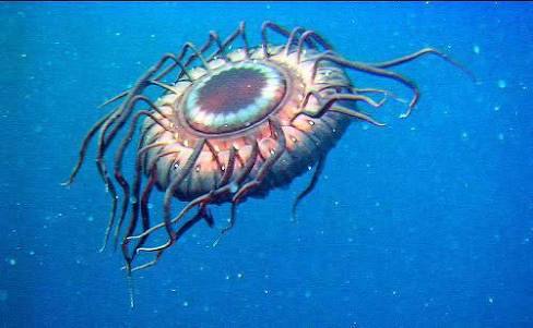 【超閲覧注意】不気味な生物の画像を貼っていくトピ【苦手な方注意】