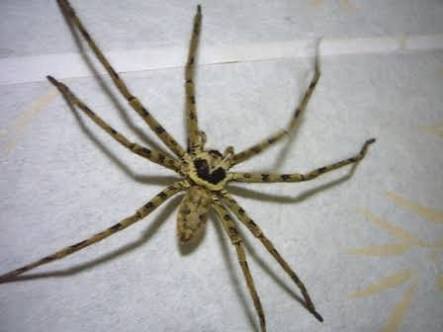 【超閲覧注意】不気味な生物の画像を貼っていくトピ【苦手な方注意】