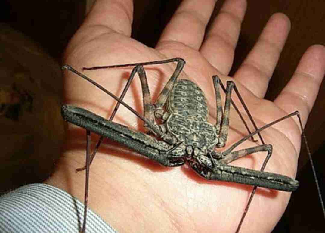 【超閲覧注意】不気味な生物の画像を貼っていくトピ【苦手な方注意】