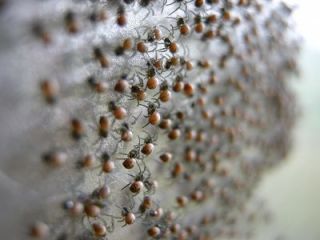 【超閲覧注意】不気味な生物の画像を貼っていくトピ【苦手な方注意】