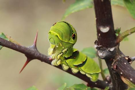 【超閲覧注意】不気味な生物の画像を貼っていくトピ【苦手な方注意】