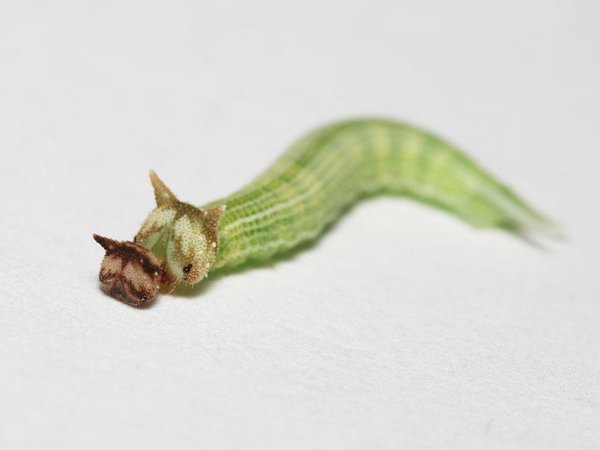 【超閲覧注意】不気味な生物の画像を貼っていくトピ【苦手な方注意】