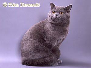 【超閲覧注意】不気味な生物の画像を貼っていくトピ【苦手な方注意】