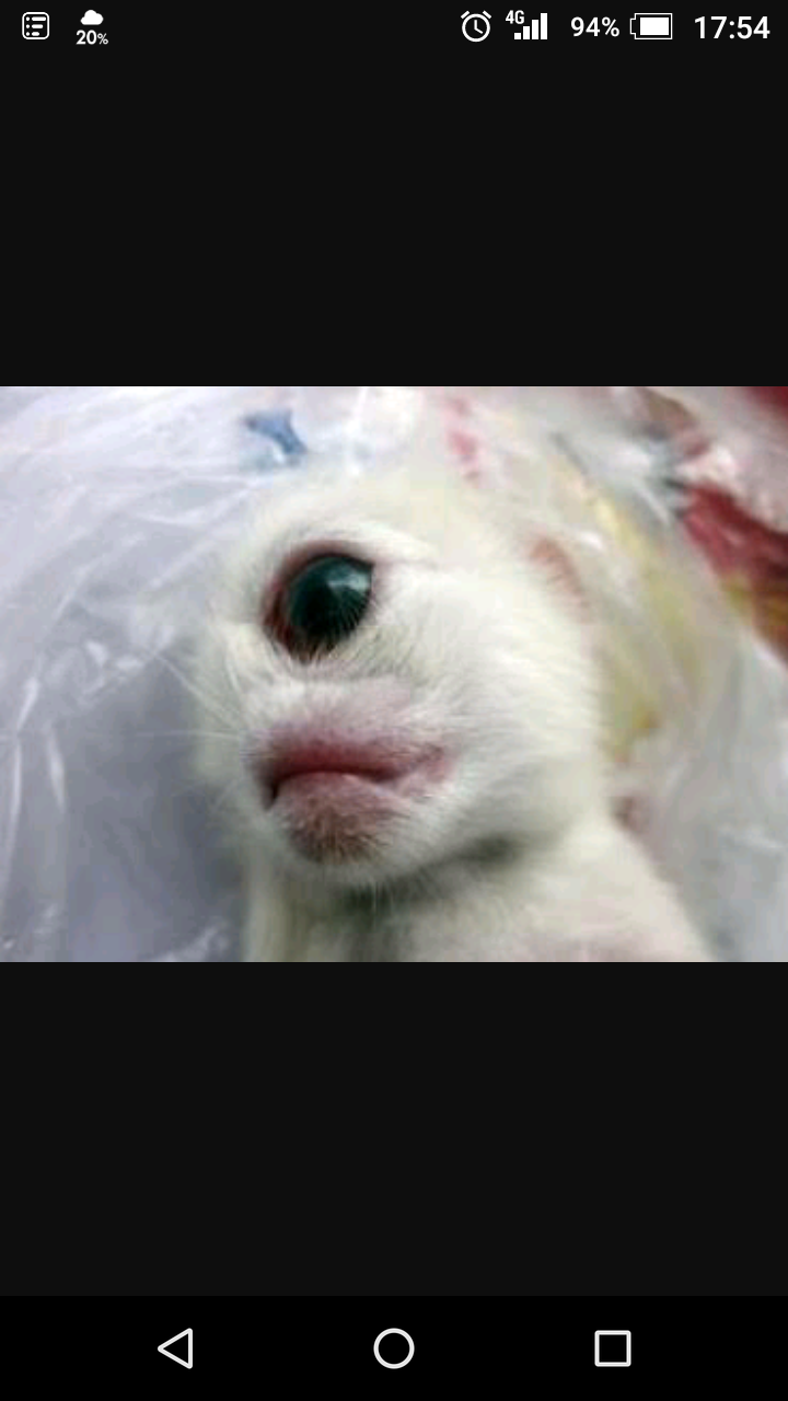 【超閲覧注意】不気味な生物の画像を貼っていくトピ【苦手な方注意】