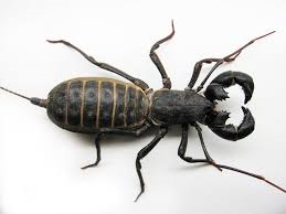 【超閲覧注意】不気味な生物の画像を貼っていくトピ【苦手な方注意】