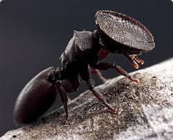 【超閲覧注意】不気味な生物の画像を貼っていくトピ【苦手な方注意】